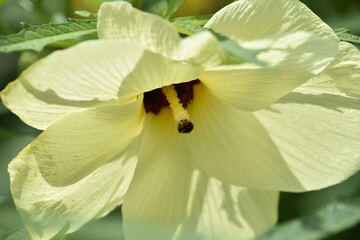 Close Up of a Light Yellow Hibiscus Blossom
