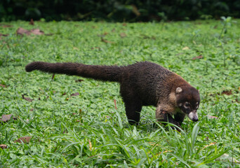 Cuati running in the grass in Costa Rica