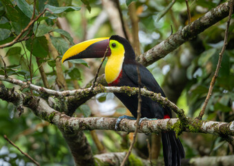Toucan on a tree branch in Costa Rica