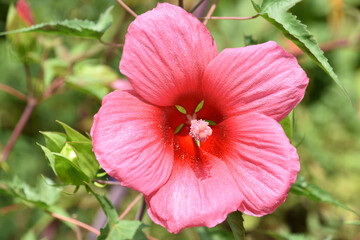 Fantastic Close Up of a Red Hibiscus