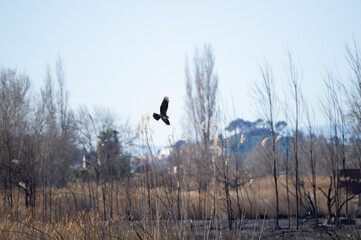 Aves de la Marjal dels Moros, en Sagunto, Valencia, España