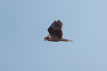 Aves de la Marjal dels Moros, en Sagunto, Valencia, España