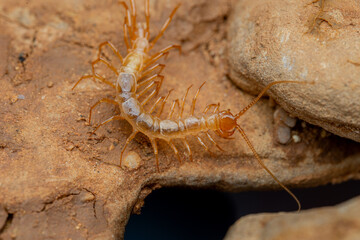 Chilopoda de cuevas de España