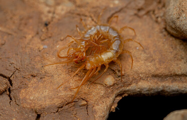Chilopoda de cuevas de España