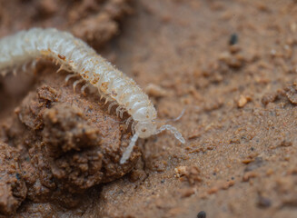 Diplopoda fauna from caves in Spain