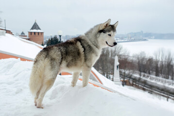 Naklejka premium Siberian husky stands on snowy hill, gazing at expansive winter landscape. Overcast sky above adds gray toning to scene, with ancient building visible in background