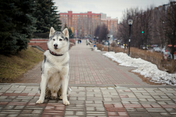 Sitting husky on city path, snowy setting, urban buildings in background, overcast sky. Loneliness,...
