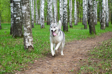 Obraz premium Siberian husky in mid-stride, running along narrow dirt path. Surrounded by tall birch trees, vibrant green forest provides lively backdrop. Overcast lighting creates serene and natural tone