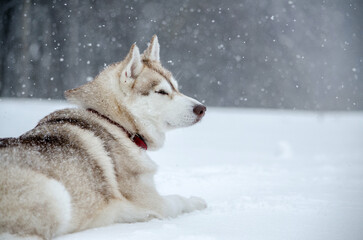 Husky rests in snowy field, eyes closed, surrounded by gentle snowfall. Dense forest forms soft background, creating serene winter scene. Lightly muted colors enhance tranquility