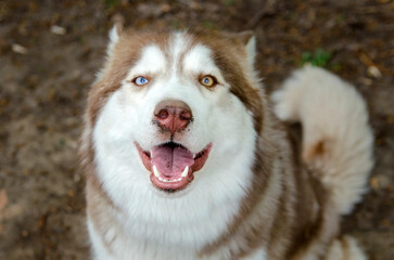 Husky with striking heterochromatic eyes looking up with open mouth, set against earthy background. Sunlit fur contrasts with ground, highlighting joyful expression and bright colors