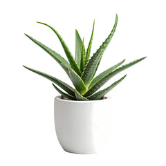 Aloe Vera Plant in White Pot Succulent