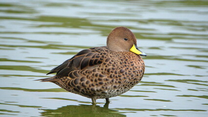Fototapeta premium South Georgia pintail (Anas georgica georgica) in a pond at Salisbury Plain, South Georgia Island