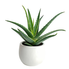 Fototapeta premium Aloe Vera Plant in Pot HighRes Image