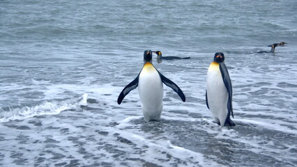 Fototapeta premium King penguin (Aptenodytes patagonicus) leaving the water at Salisbury Plain, South Georgia Island