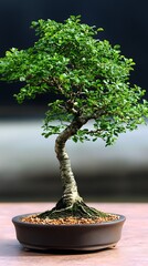 Miniature Bonsai Tree for Outdoor Serenity.