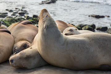 Fototapeta premium close up of sea lion on the beach