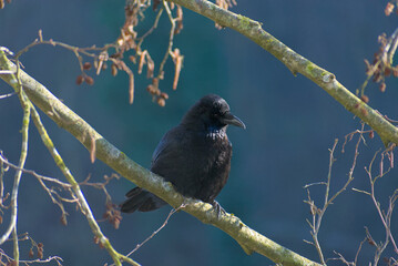 A striking ebony raven perches on a branch, its frontal view revealing a piercing gaze and enigmatic charm—a true emblem of dark wisdom and natural allure.