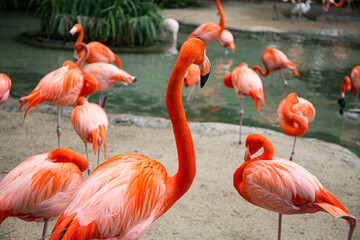 Group of flamingos close up