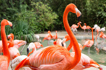 Close up of pink flamingo