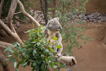 Koala bear sitting on the tree and looking to the site