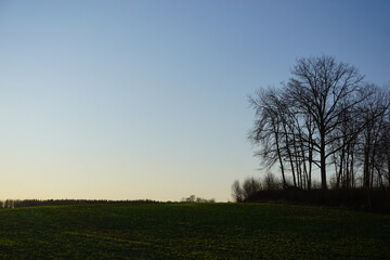 Obraz premium View of a field during evening
