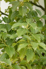 Feuillage de Cinnamomum camphora