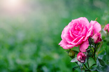 Delicate pink rose with buds on a blurred green background