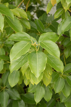 Feuillage de Cinnamomum camphora