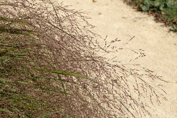 Gros plan de la graminée Eragrostis spectabilis	