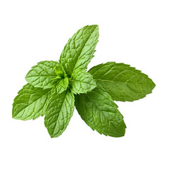 The Essence of Mint A Detailed Image of Mint Leaves Showcasing Their Unique Shape and Veining