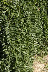 Gros plan du feuillage du Sophora japonicum pendula