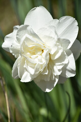 Double White Daffodil Blossom in a Garden