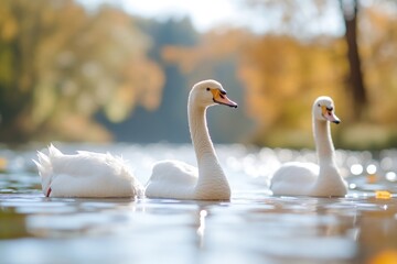 Obraz premium Two swans on a tranquil river, autumnal background