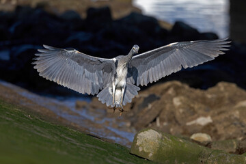 A grey heron (Ardea cinerea) in flight in the harbor.