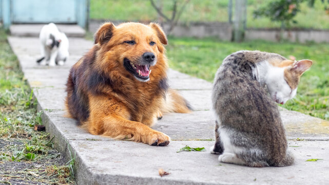 Friendly ginger dog lying on concrete path surrounded by two cats in yard - Powered by Adobe