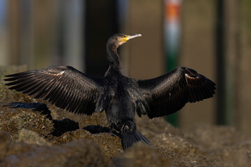 A great cormorant (Phalacrocorax carbo) drying its wings in the harbour.
