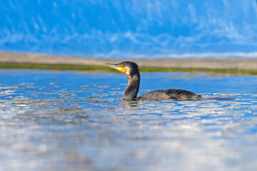A great cormorant (Phalacrocorax carbo) swimming in colorful water..