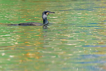A great cormorant (Phalacrocorax carbo) swimming in colorful water..