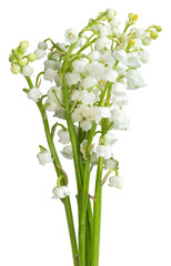 Bouquet de brins de muguet