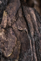 Close-up image of the texture of old tree bark with cracks, layers and dark spots