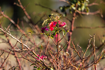 A few bright red flowers bloom on a thorny bush, standing out against the dry branches. Sunlight highlights their delicate petals, creating a contrast between life and the harsh, tangled background.