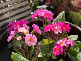 Pink flowers of primrose primula polyantha plant.