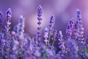 Fototapeta premium Gentle Lavender Purple Texture for Serene Spring Creatives
