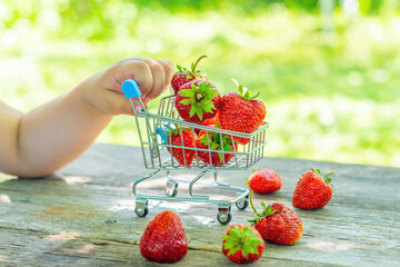 A child pushes a small cart with juicy ripe strawberries in a summer garden
