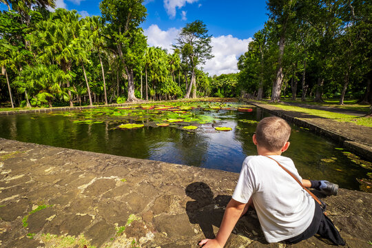Idyllic view of a young boy sitting at the edge of a pond with giant water lilies at the Botanical Garden in Pamplemousses near Port Louis, Mauritius