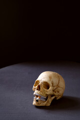 Artificial realistic human skull smoking a cigarette Copy space. Dark background