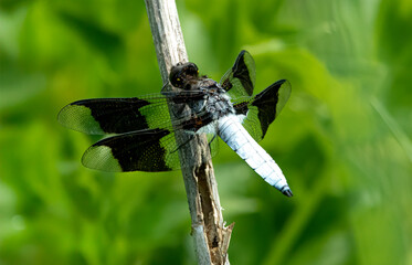 dragonfly on a branch