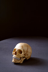 Artificial very realistic human skull on the table. Copy space. Dark background
