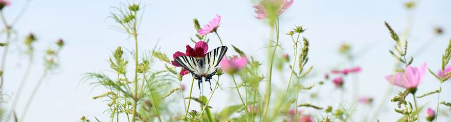 Schmetterling 1214 © K.-U. Häßler