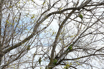 Nests of the Argentine parakeet, Myiopsitta monachus, in a park in the city of Madrid, we can also see these birds flying